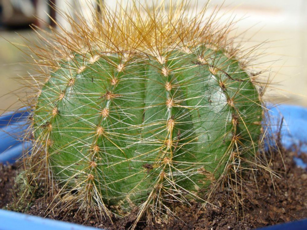 Eriocactus magnificus