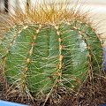 Eriocactus magnificus