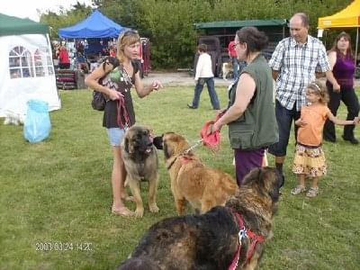 #leonberger #AptekaNatury