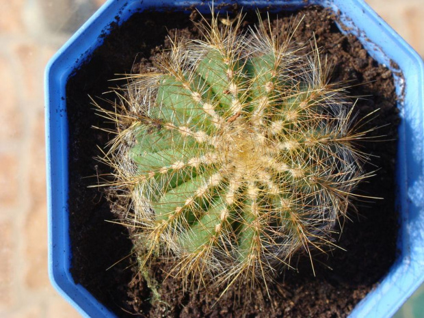 Eriocactus magnificus