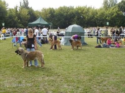 #leonberger #AptekaNatury