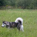 masza z howerli #AlaskanMalamute #MaszaZHowerli