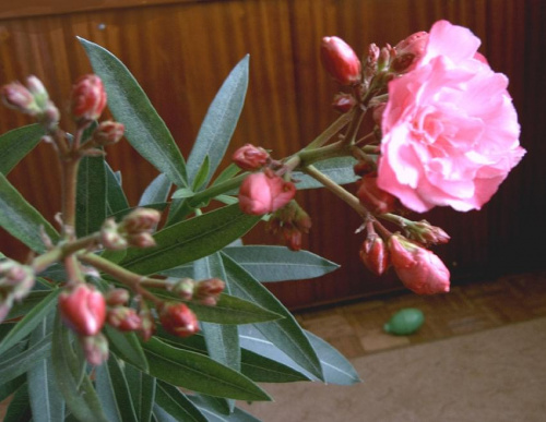 Oleander- pierwszy kwiat ;) #kwiaty
