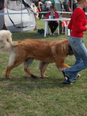 #leonberger #AptekaNatury