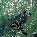 pingwin z lotu ptaka :)) zdecydowanie za szybko pływają...