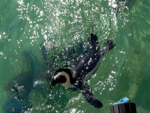 pingwin z lotu ptaka :)) zdecydowanie za szybko pływają...