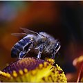 #PszczołaMakro #pszczoła
