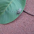 Tycz cieśla (Acanthocinus aedilis) #kózkowate #ogród #owady #przyroda #zwierzęta