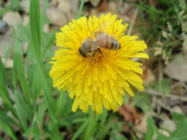 Mleczyk z pszczołą #kwiaty #kwiatki #kwiatuszki #ogrody
