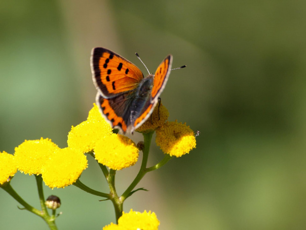 czerwończyk żarek #motyl #czerwończyk #żarek