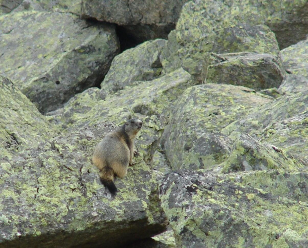 Kolejny świstak, tym razem na terenie Parku Narodowego Gran Paradiso we Włoszech. #wakacje #góry #Alpy #Włochy #świstak