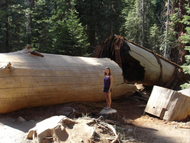 Park Yosemite - powalona sekwoja