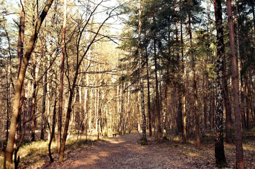#las #ścieżka #droga #jesień #liście