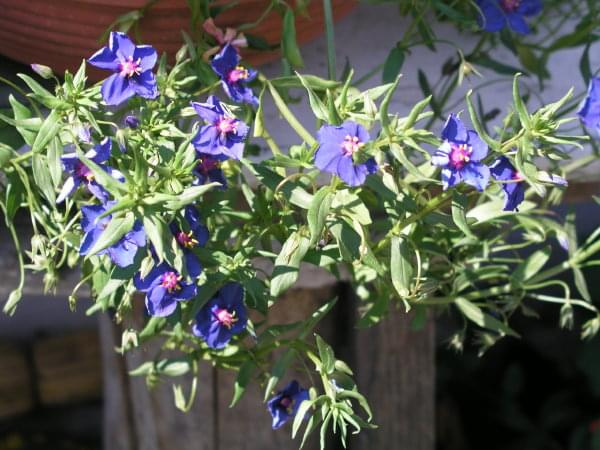 Anagallis foemina (Kurzyślad błękitny)