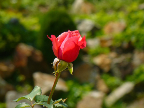 #makro #kwiat #natura #przyroda #róża #ogród