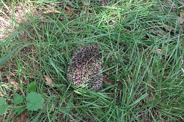 Młode jeże #MałyJeżJeżyk