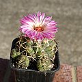 Coryphantha elephantidens