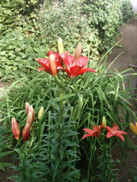 Ogród #kwiaty #ogród #datura