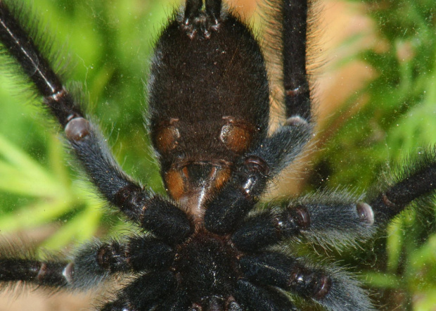 P. Irminia L9