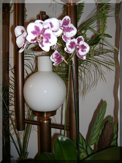 Phalaenopsis