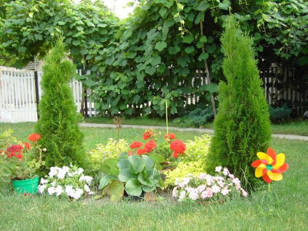 #ogród #kwiaty