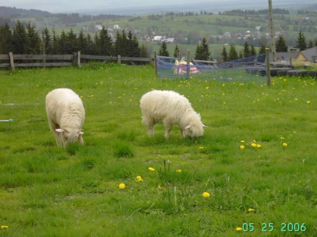 Na Gubałówce #owce #góry