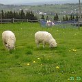 Na Gubałówce #owce #góry