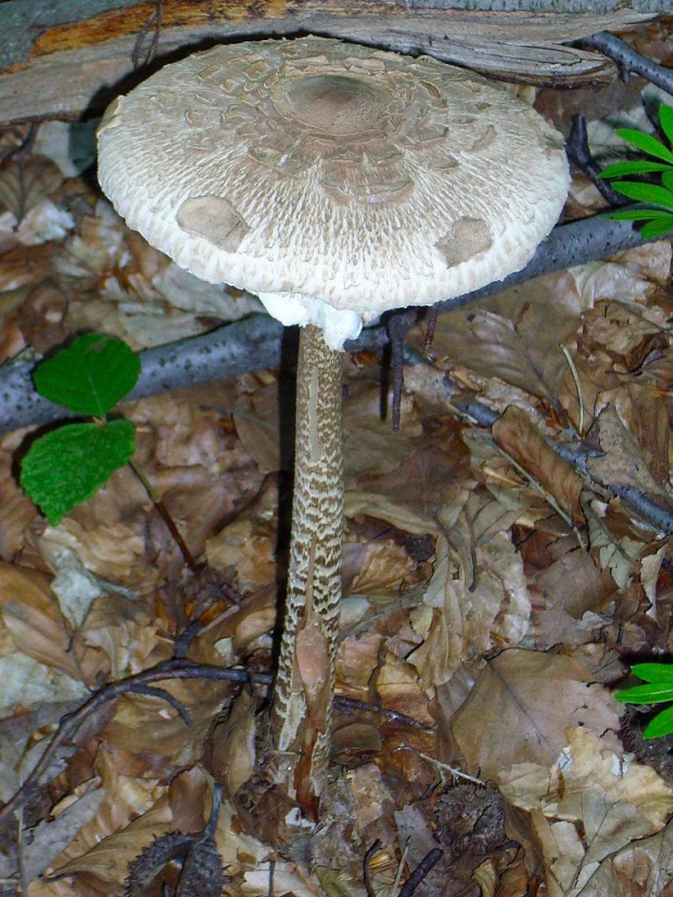 Czubajka kania (Macrolepiota procera) #grzyb #grzyby #las #lasy #kania #czubajka #macrolepiota #procera