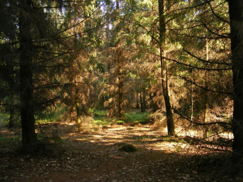 lesny swiat