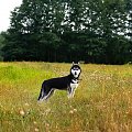 Zdjęcia mojego psa - Wariata (czerwiec-wrzesień 2008) #Husky #Haski #Huski #Pies #Wariat