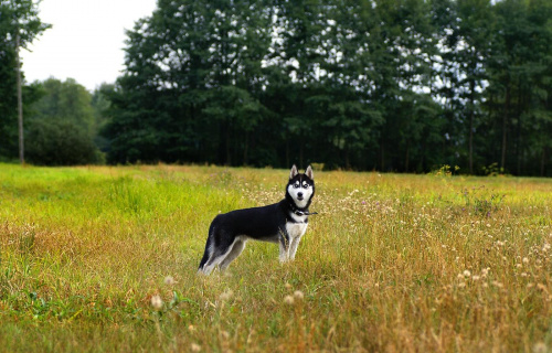 Zdjęcia mojego psa - Wariata (czerwiec-wrzesień 2008) #Husky #Haski #Huski #Pies #Wariat