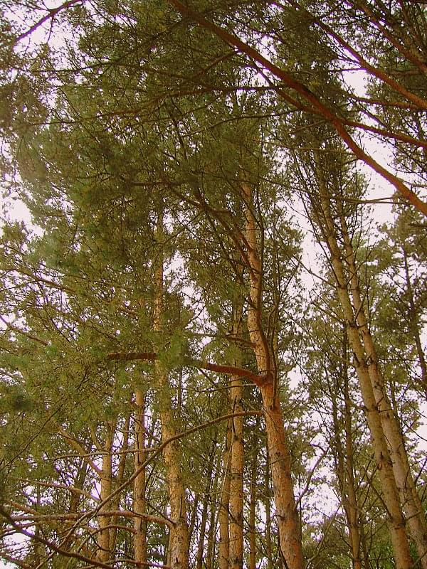 #drzewa #las #wydmy