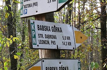 punkt kulminacyjny #Puszcza #jesień