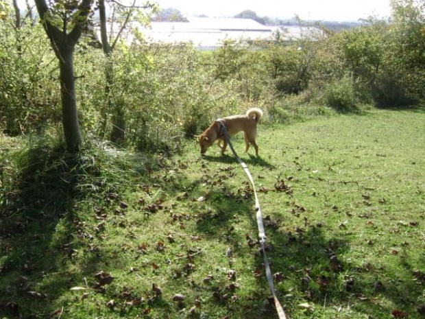 Rudzia, Swindon, Groundwell, październik 2008