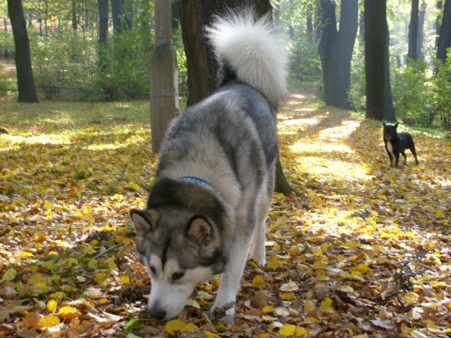 jesiennie.. #psy #pies #AlaskanMalamute