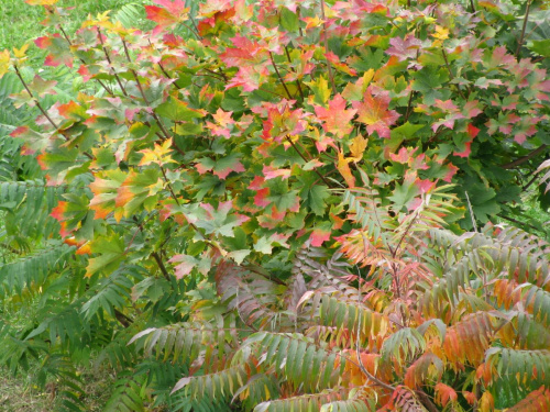 Barwy jesieni3 #drzewa