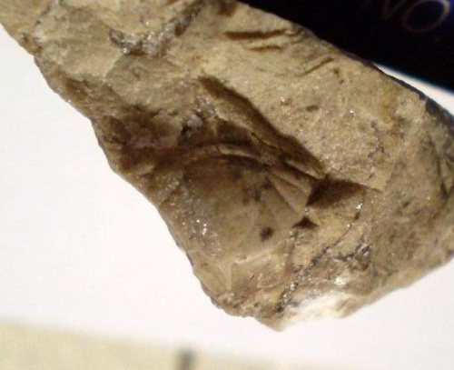 Pygidium trylobita . Długość okazu - 1 cm . Wiek - ? Data znalezienia : 2005 . Okazy nr 25 i 53 pochodzą z tej samej skały .
