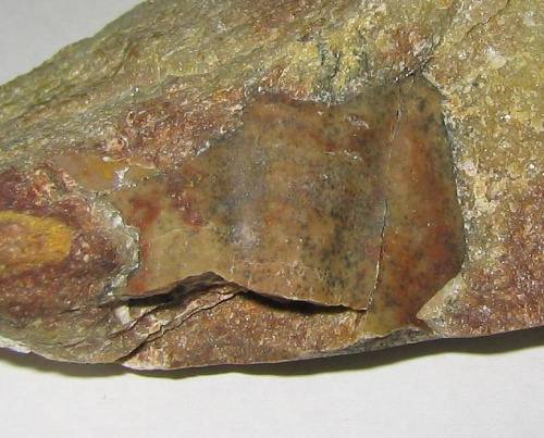 Część pygidium trylobita . Długość okazu - 3,4 cm . Wiek - ? Data znalezienia : 2001 .
