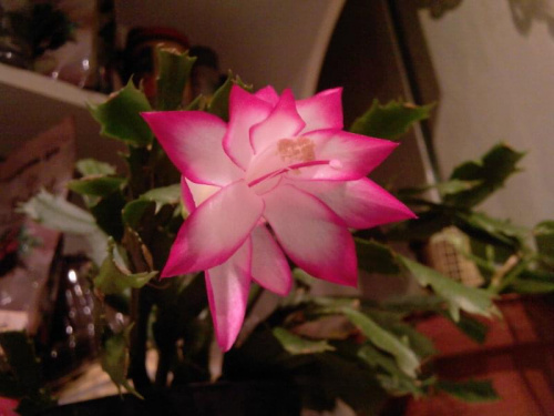 #grudnik #grudniki #schlumbergera #szlumbergera #zygokaktus