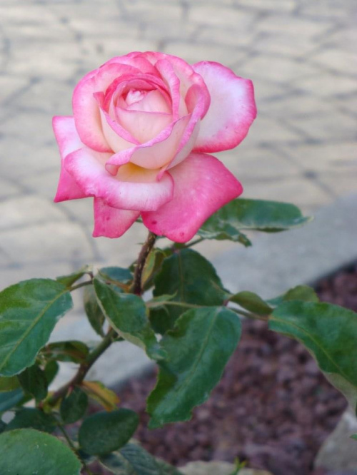 Róża dla Joanny