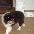 BLACK STONE Vesca Montana #sheltie