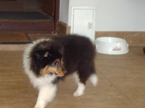 BLACK STONE Vesca Montana #sheltie