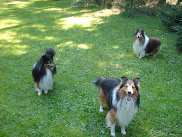 BLACK STONE Vesca Montana #sheltie