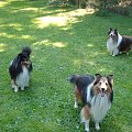 BLACK STONE Vesca Montana #sheltie