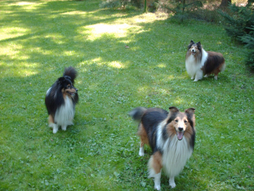 BLACK STONE Vesca Montana #sheltie