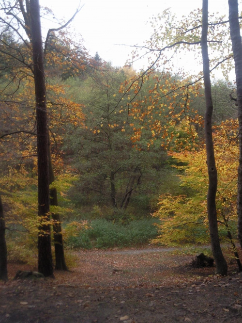 spacer jesienią po lesie #jesień #spacer #natura