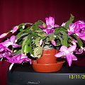 schlumbergera