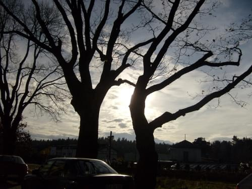 drzewa.słońce. :)