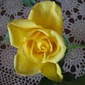 żółta róża #róże #kwiaty
