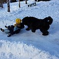 bouvier des flandres-Bum Bum Vectra Chucho #BouvierDesFlandres